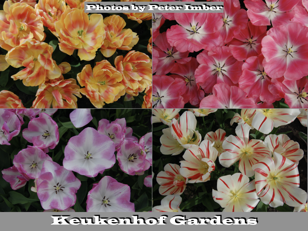 More Cartoons in the Time of COVID-19 for August.003